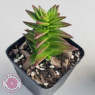 Crassula Red Pagoda Large form (burgundy)