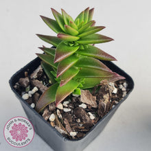 Load image into Gallery viewer, Crassula Red Pagoda Large form (burgundy) - John &amp; Norma&#39;s Succulents
