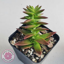 Load image into Gallery viewer, Crassula Red Pagoda Large form (burgundy) - John &amp; Norma&#39;s Succulents
