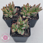 Crassula 'Shandy'