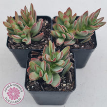 Load image into Gallery viewer, Crassula Shandy - John &amp; Norma&#39;s Succulents
