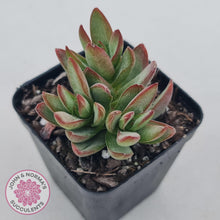 Load image into Gallery viewer, Crassula Shandy - John &amp; Norma&#39;s Succulents
