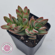 Load image into Gallery viewer, Crassula Shandy - John &amp; Norma&#39;s Succulents
