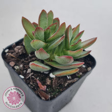 Load image into Gallery viewer, Crassula Shandy - John &amp; Norma&#39;s Succulents
