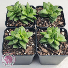 Load image into Gallery viewer, Crassula Springtime - John &amp; Norma&#39;s Succulents
