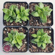 Load image into Gallery viewer, Crassula Springtime - John &amp; Norma&#39;s Succulents
