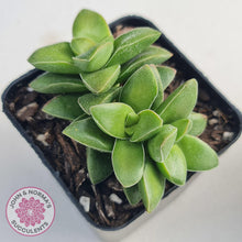 Load image into Gallery viewer, Crassula Springtime - John &amp; Norma&#39;s Succulents
