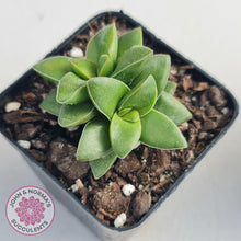 Load image into Gallery viewer, Crassula Springtime - John &amp; Norma&#39;s Succulents
