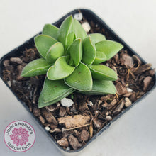 Load image into Gallery viewer, Crassula Springtime - John &amp; Norma&#39;s Succulents
