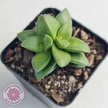 Load image into Gallery viewer, Crassula Springtime - John &amp; Norma&#39;s Succulents
