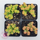Crassula Tom Thumb