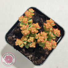 Load image into Gallery viewer, Crassula Tom Thumb
