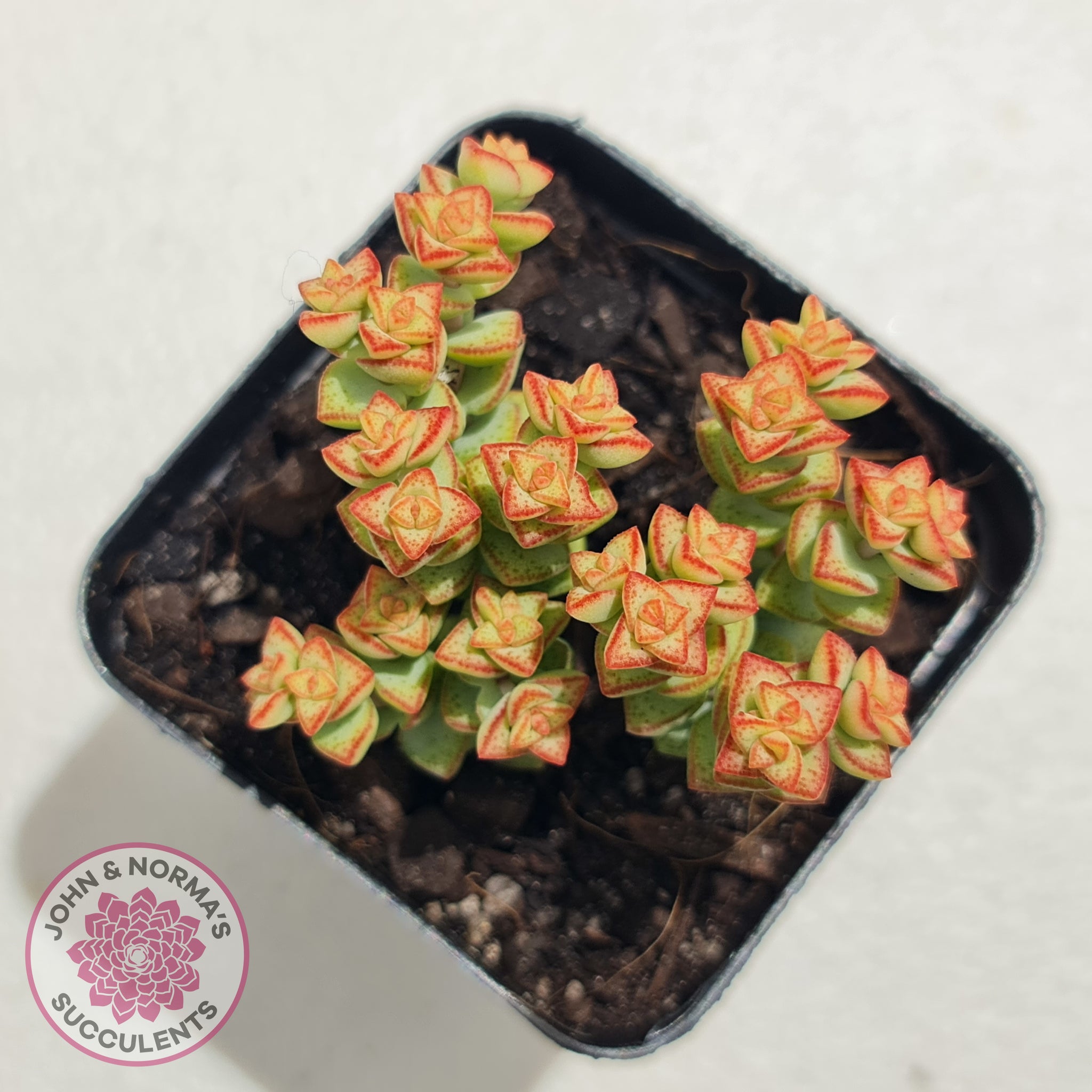 dirty thumb succulents Buy Crassula Tom Thumb Australia