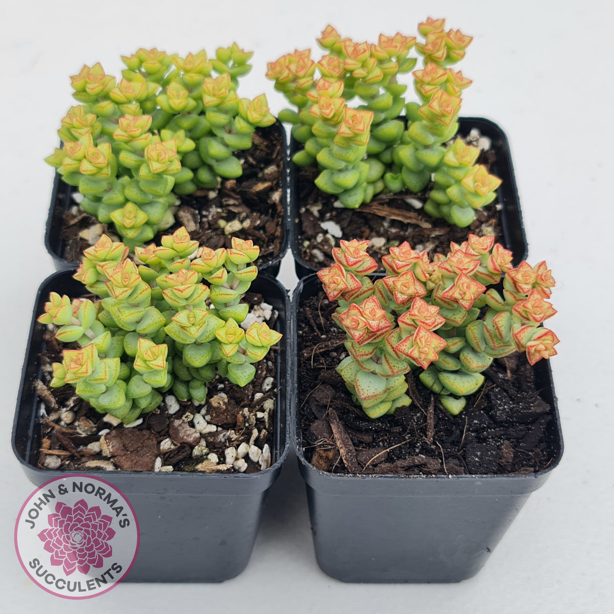 Crassula Tom Thumb