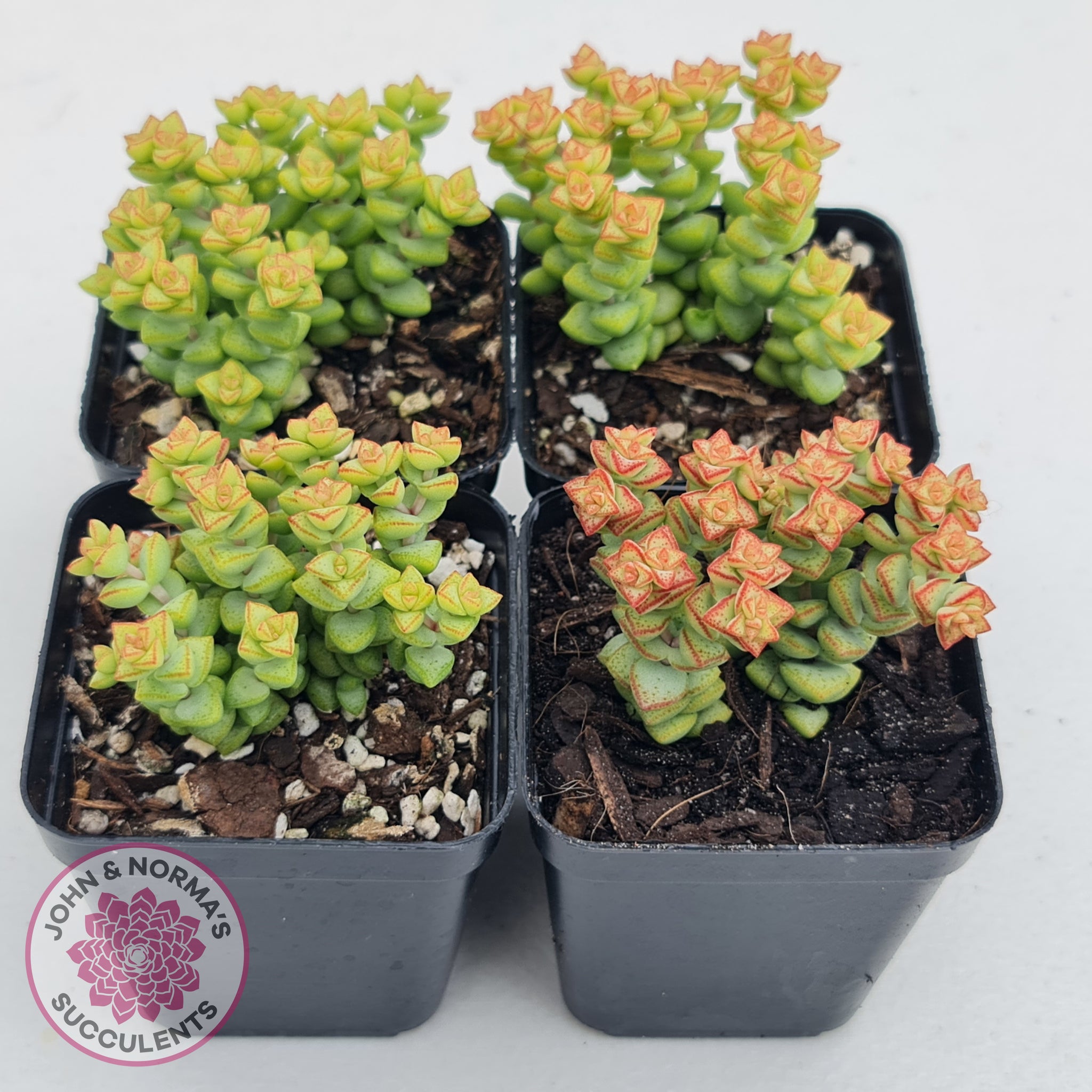 tom's thumb succulent Buy Crassula Tom Thumb Australia