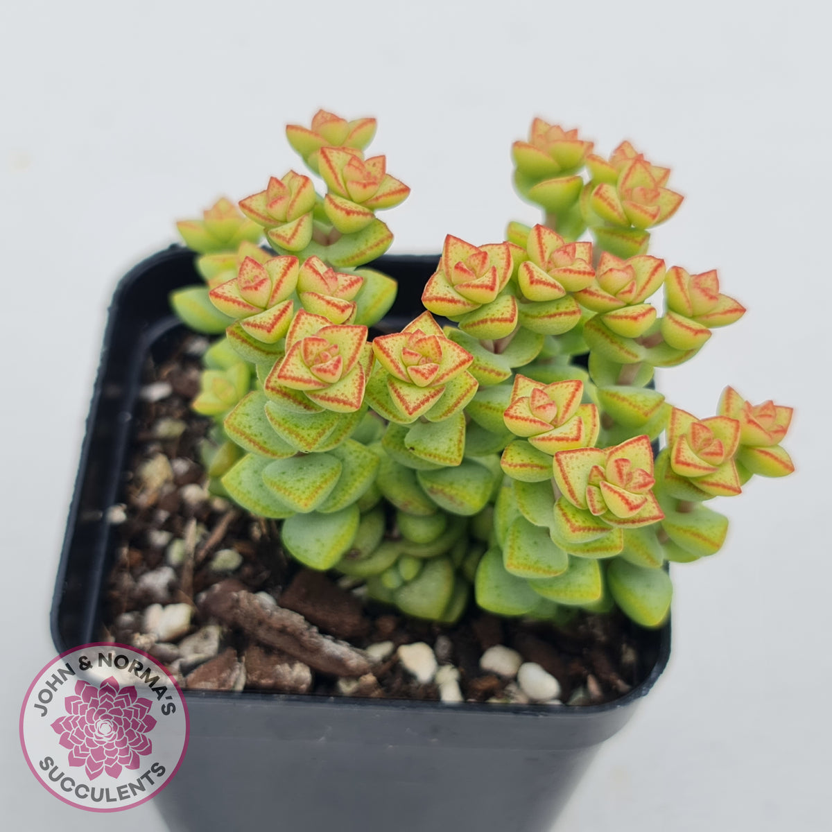 Crassula Tom Thumb
