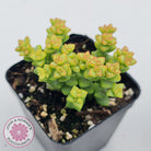 Crassula Tom Thumb