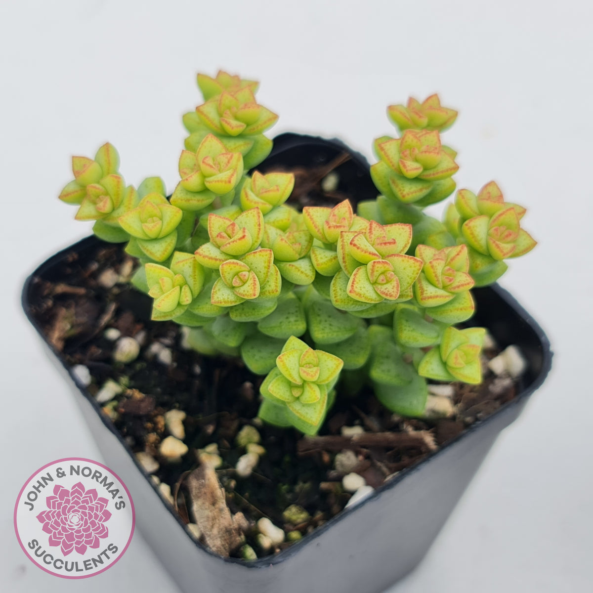 Crassula Tom Thumb