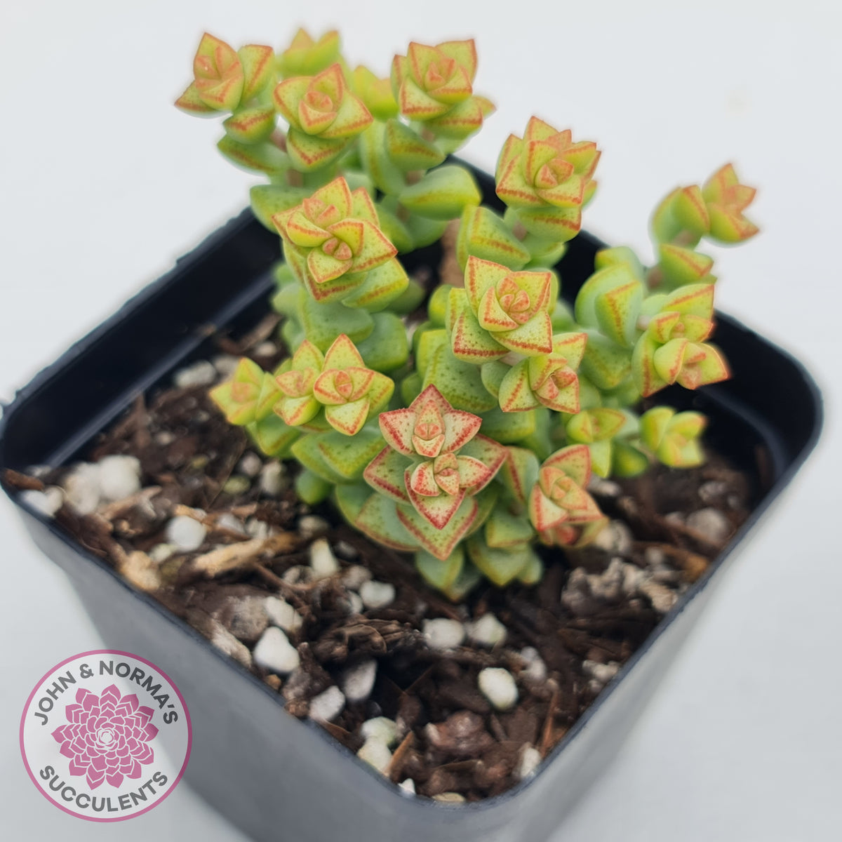 Crassula Tom Thumb