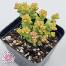 Load image into Gallery viewer, Crassula Tom Thumb
