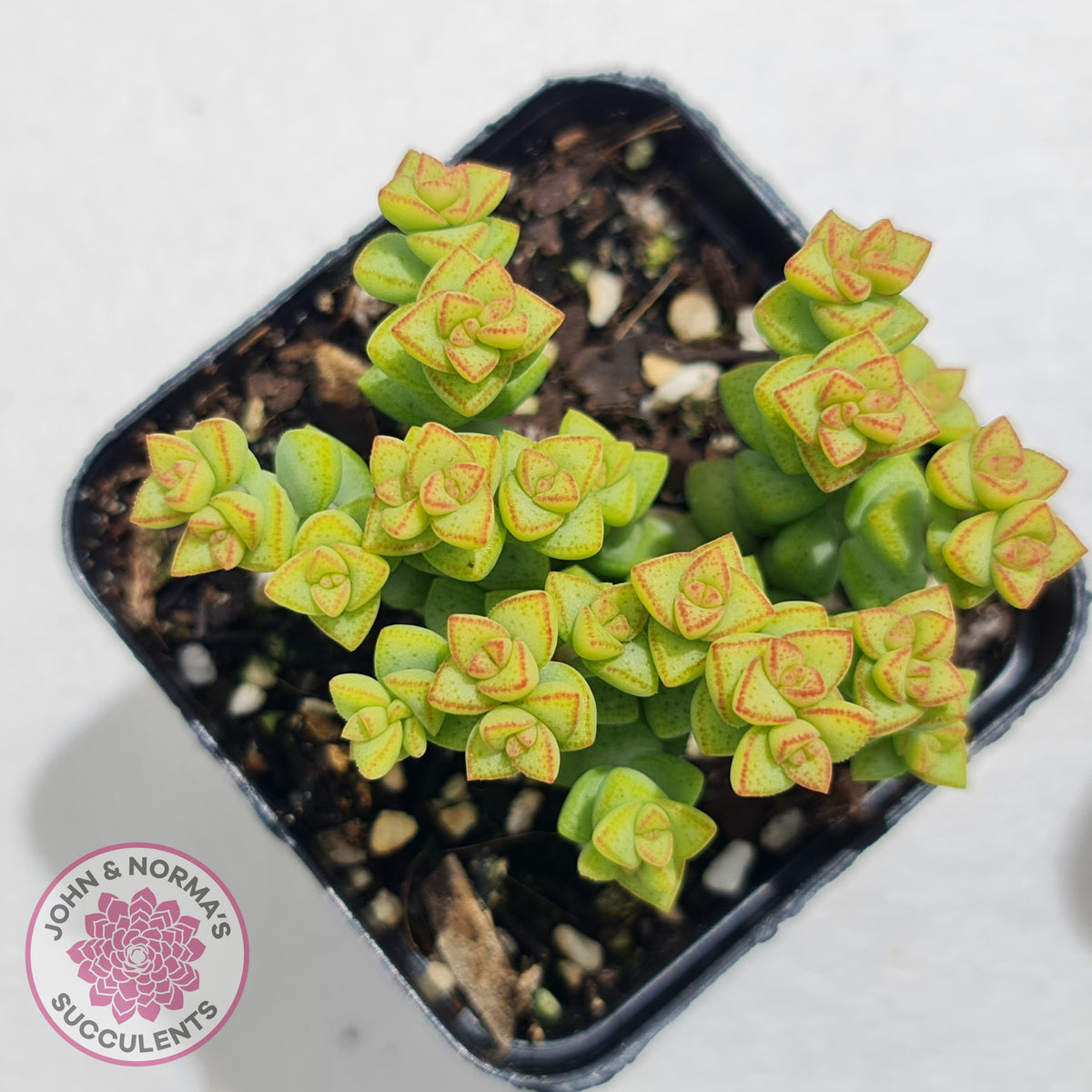 Crassula Tom Thumb