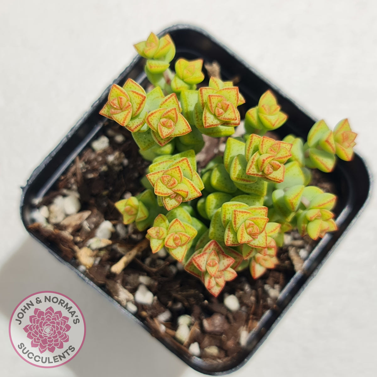 Crassula Tom Thumb