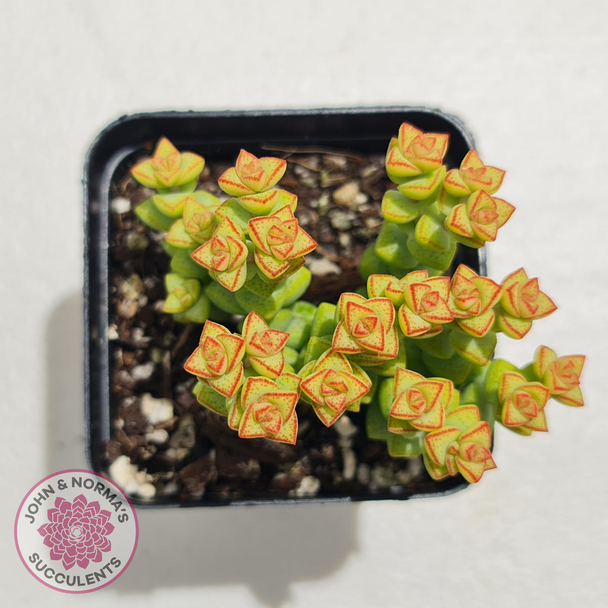 Crassula Tom Thumb
