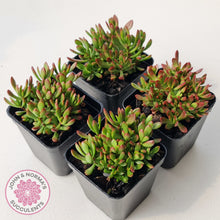 Load image into Gallery viewer, Crassula atropurpurea var. anomala
