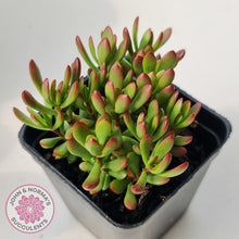 Load image into Gallery viewer, Crassula atropurpurea var. anomala
