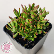 Load image into Gallery viewer, Crassula atropurpurea var. anomala
