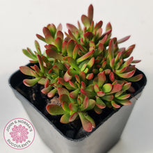 Load image into Gallery viewer, Crassula atropurpurea var. anomala
