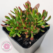 Load image into Gallery viewer, Crassula atropurpurea var. anomala
