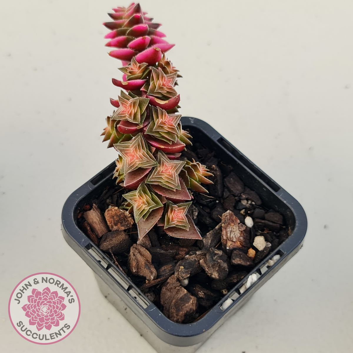 Crassula capitella ssp thyrsiflora variegated