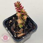 Crassula capitella ssp thyrsiflora variegated