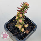 Crassula capitella ssp thyrsiflora variegated