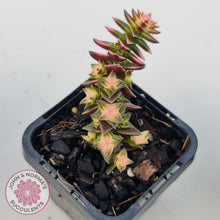 Load image into Gallery viewer, Crassula capitella ssp thyrsiflora variegated
