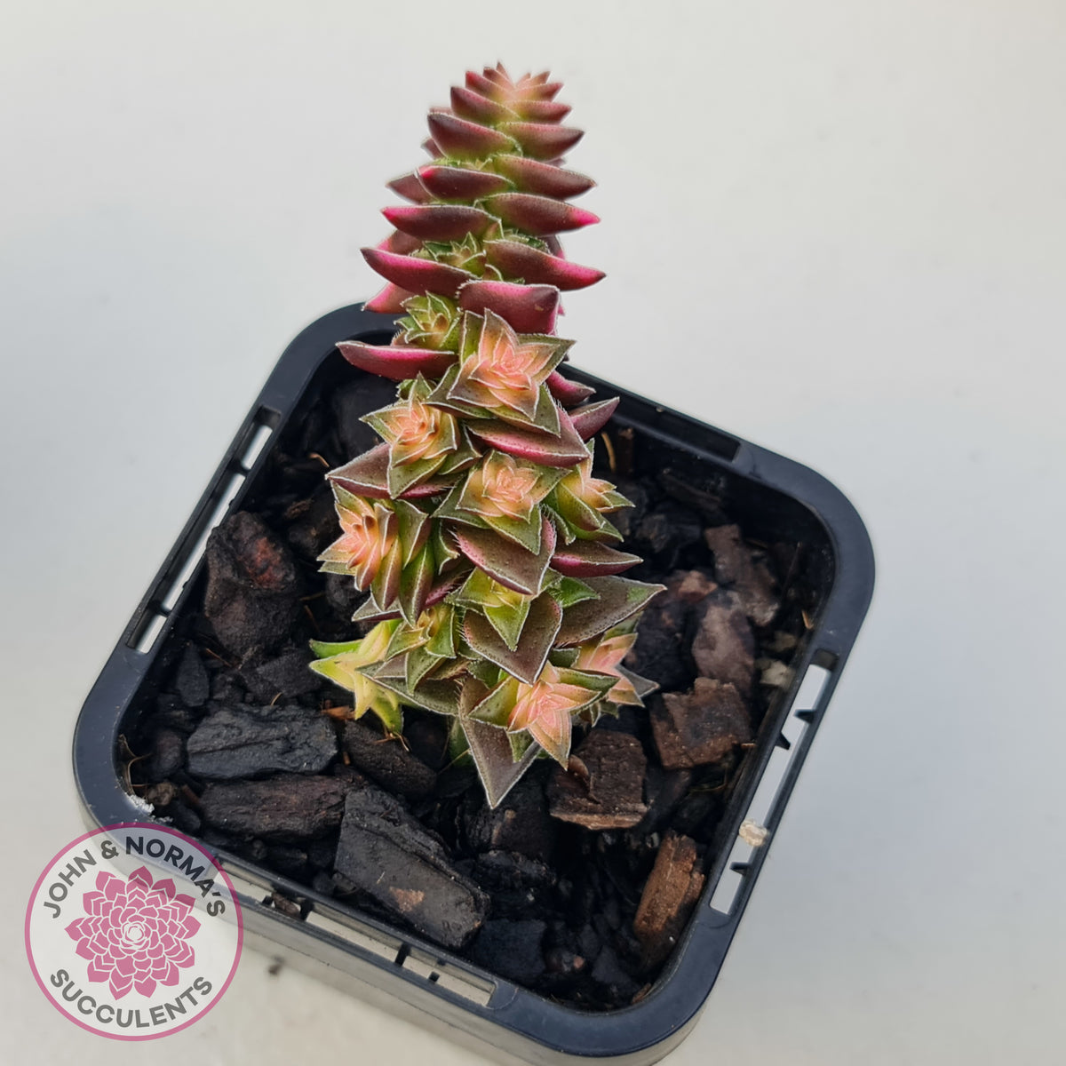 Crassula capitella ssp thyrsiflora variegated