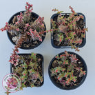 Crassula capitella ssp thyrsiflora