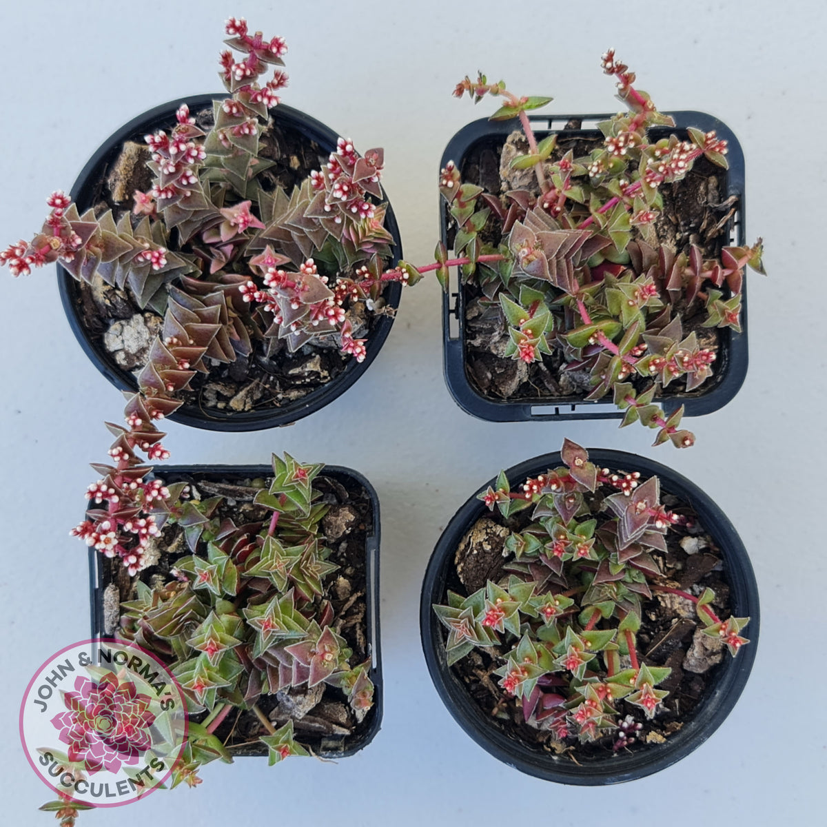 Crassula capitella ssp thyrsiflora