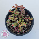 Crassula capitella ssp thyrsiflora