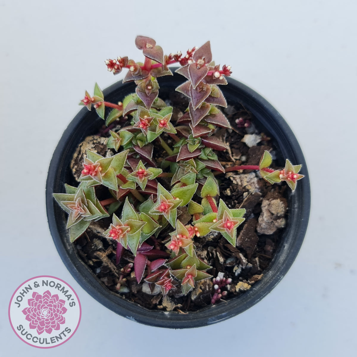 Crassula capitella ssp thyrsiflora