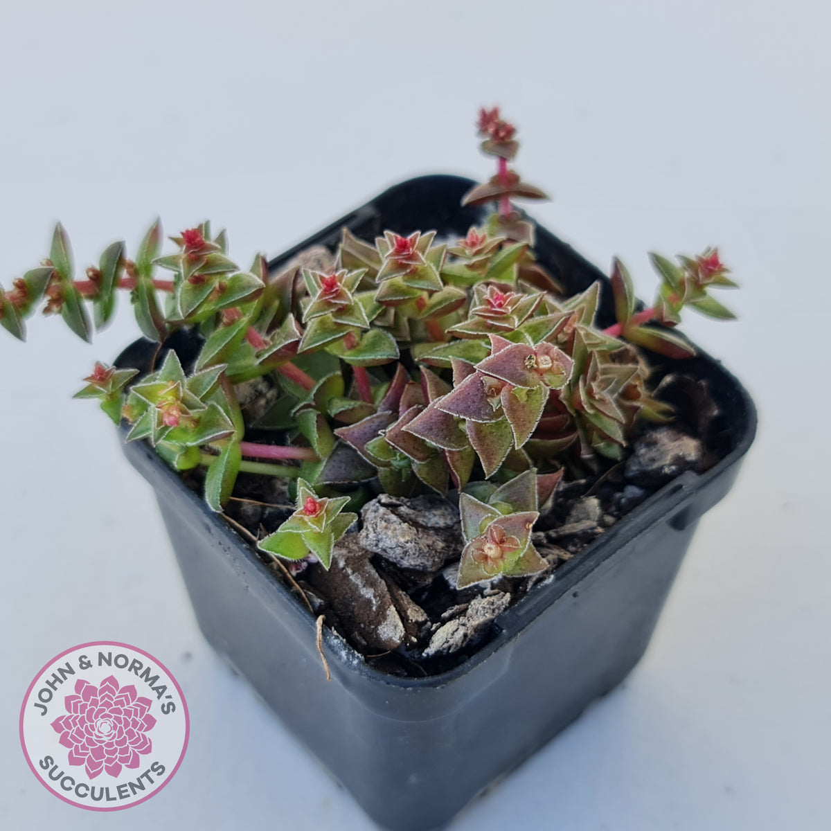 Crassula capitella ssp thyrsiflora