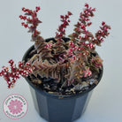 Crassula capitella ssp thyrsiflora