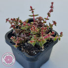 Crassula capitella ssp thyrsiflora