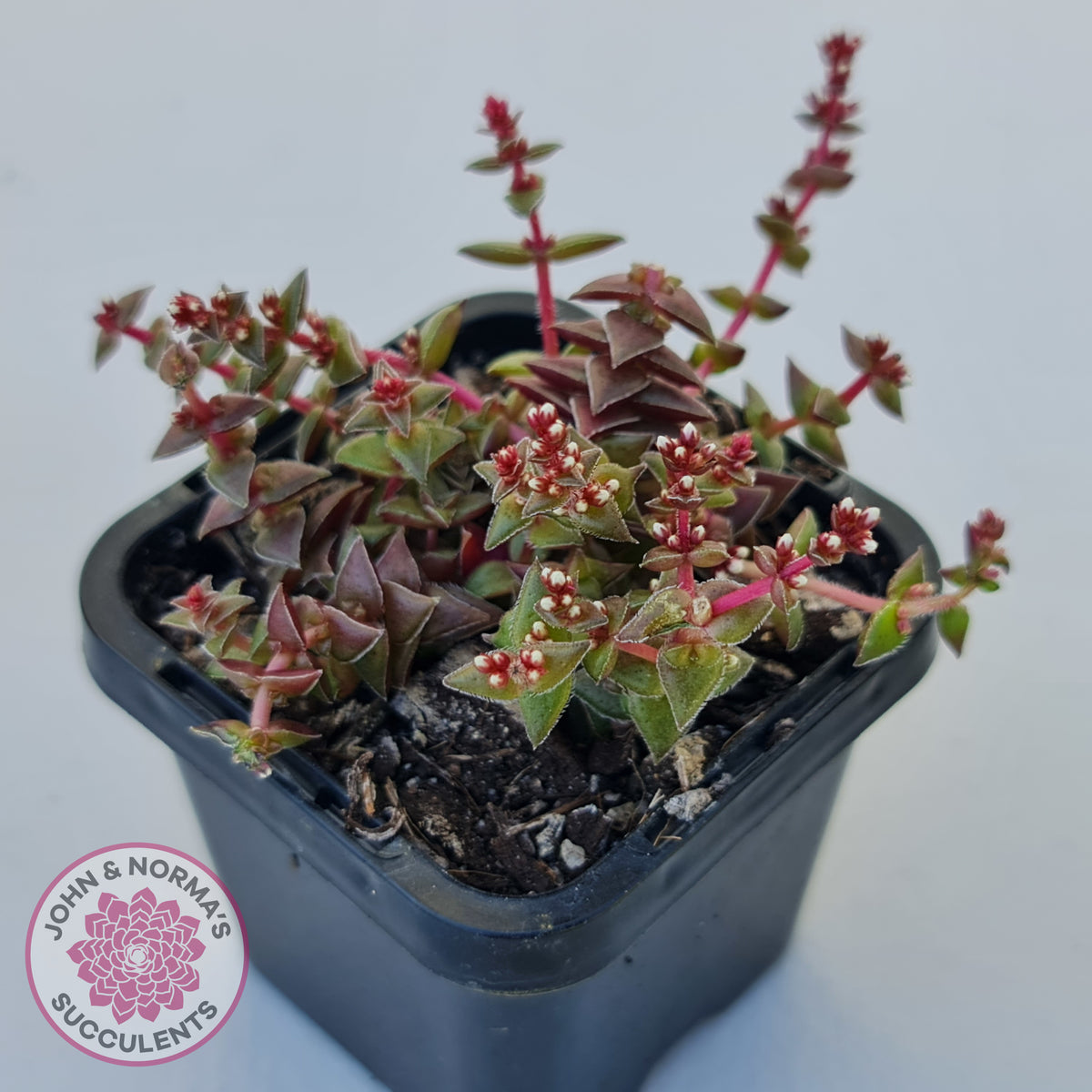 Crassula capitella ssp thyrsiflora