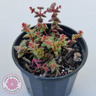Crassula capitella ssp thyrsiflora