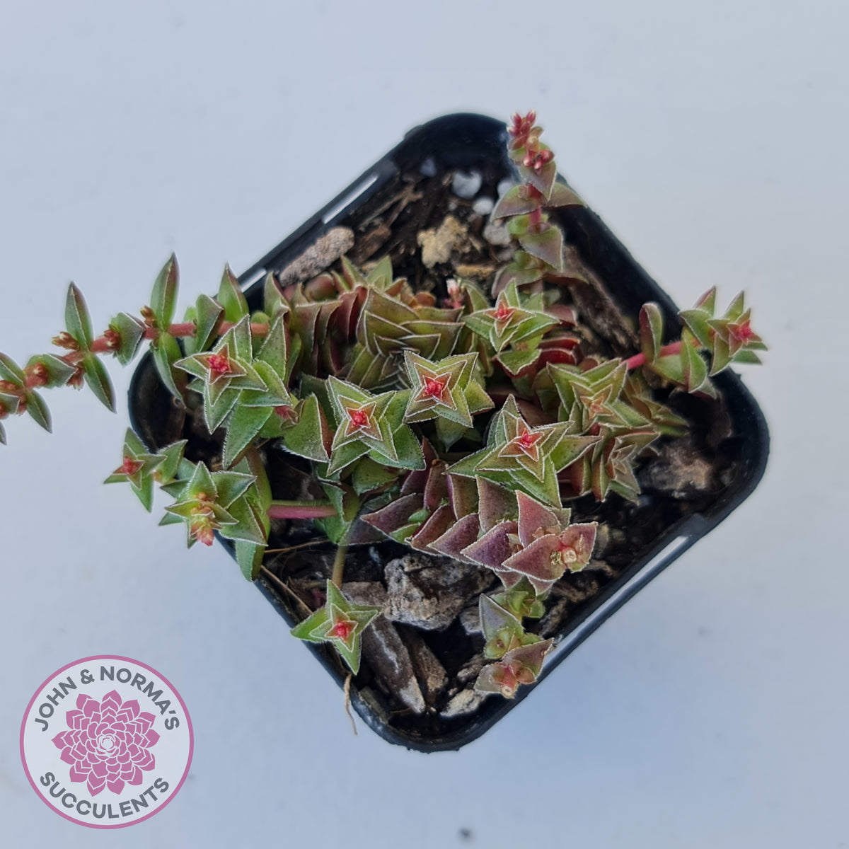 Crassula capitella ssp thyrsiflora