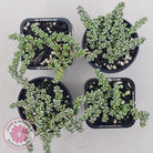 Crassula corallina
