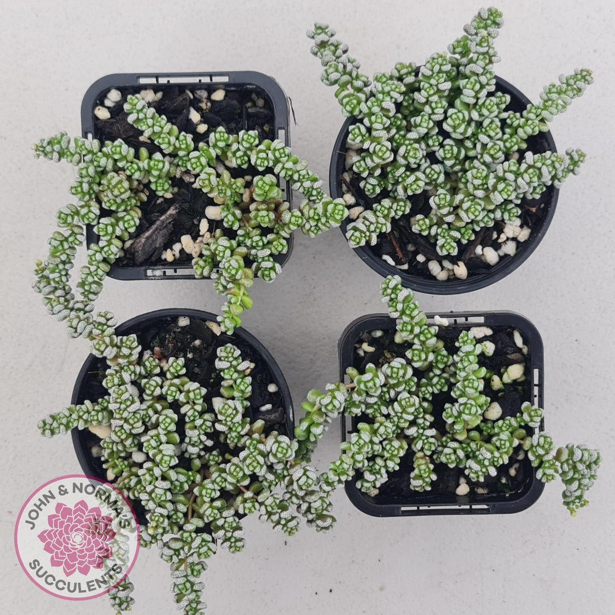 Crassula corallina