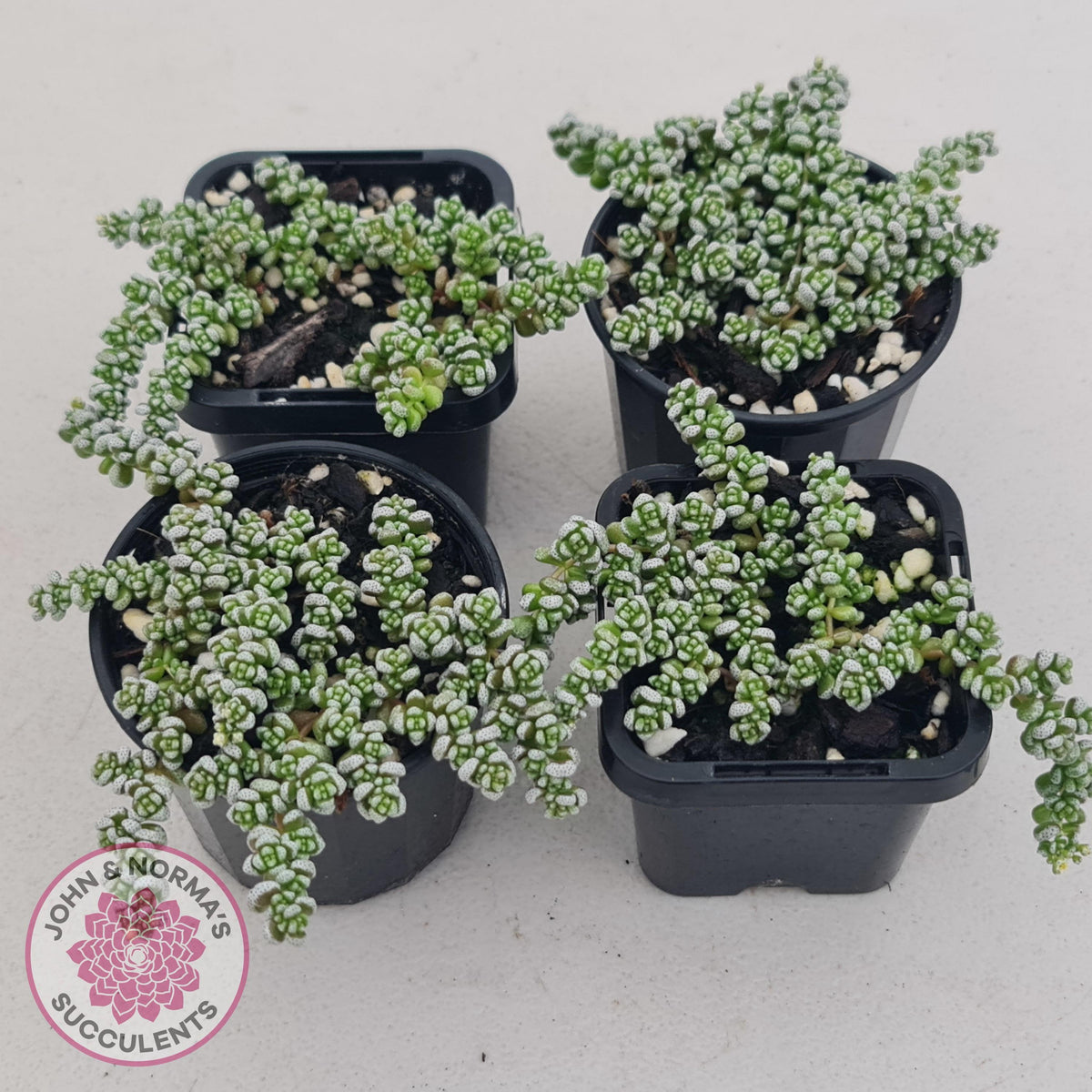 Crassula corallina